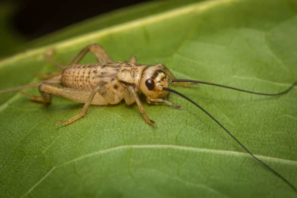 Detail Cricket Bug Images Nomer 8