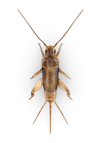 Detail Cricket Bug Png Nomer 13