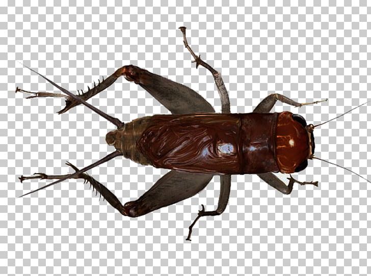 Detail Cricket Bug Png Nomer 27