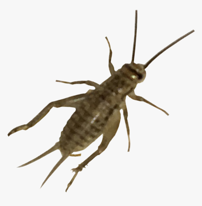 Detail Cricket Bug Png Nomer 31