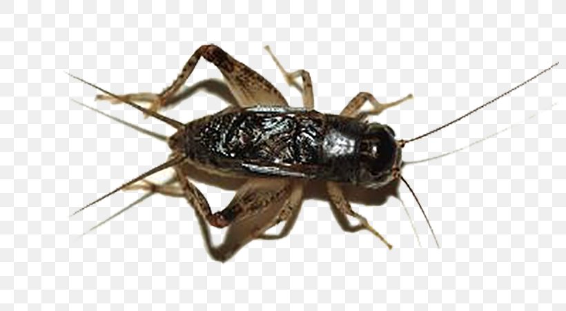 Detail Cricket Bug Png Nomer 32