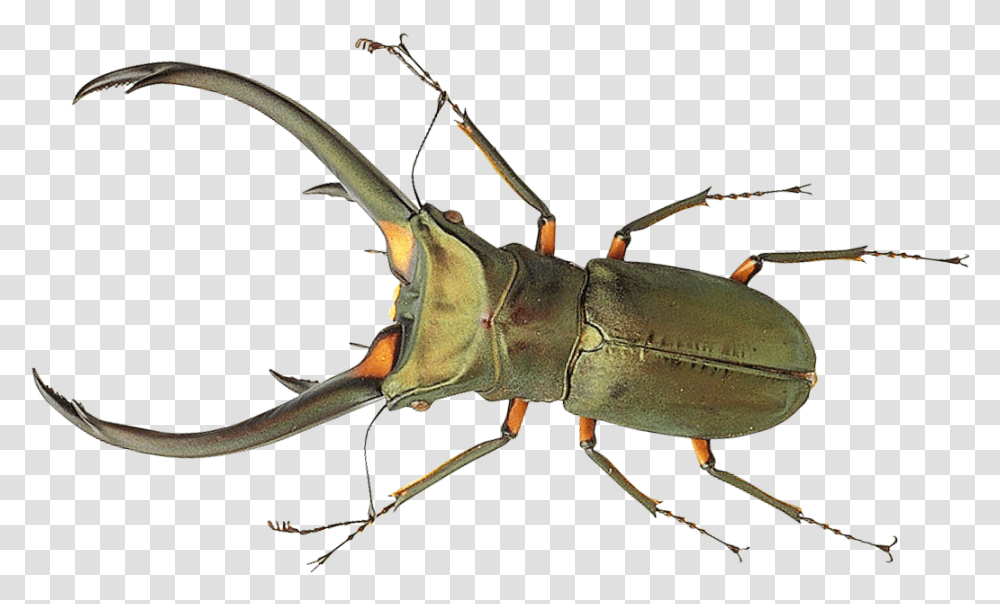 Detail Cricket Bug Png Nomer 54