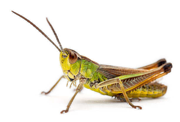 Cricket Bugs Images - KibrisPDR