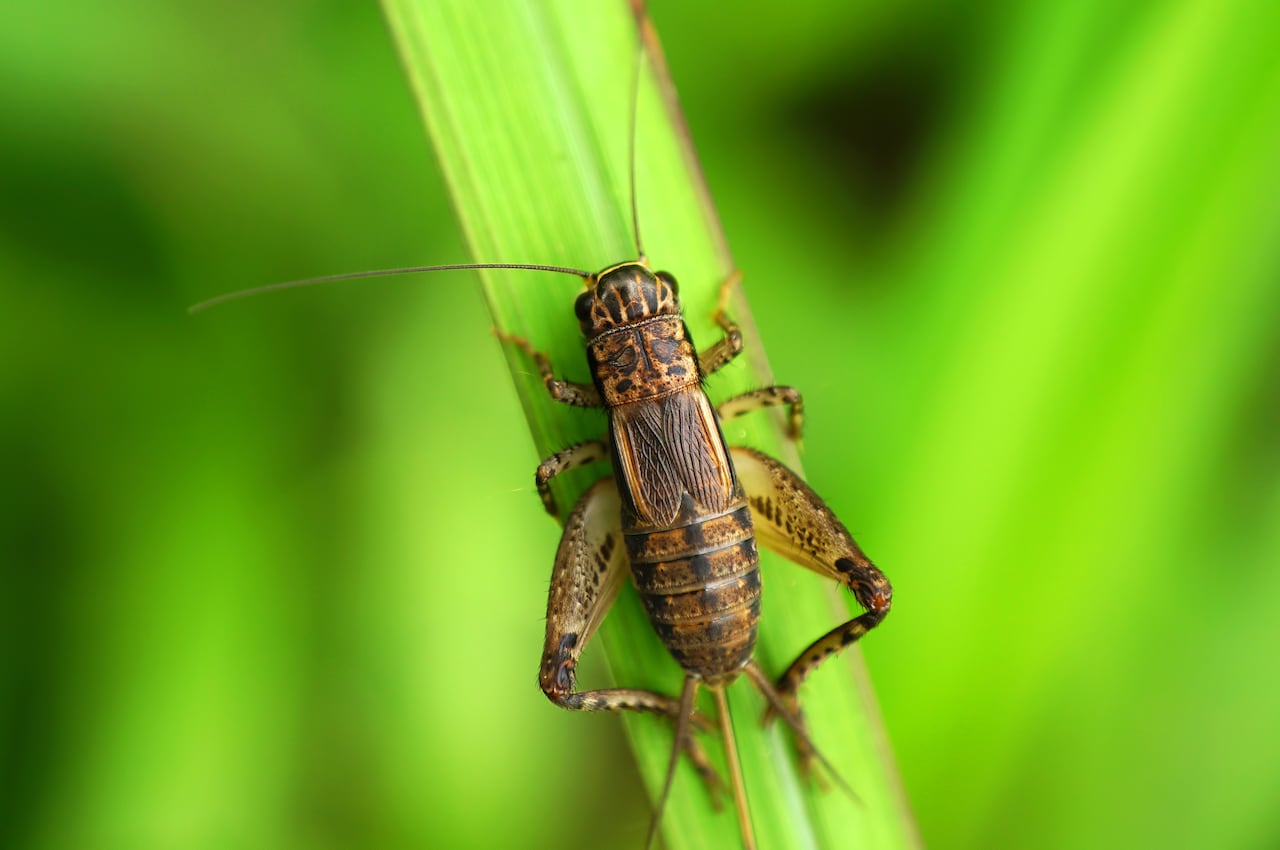 Detail Cricket Bugs Images Nomer 16