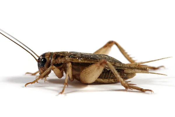 Detail Cricket Bugs Images Nomer 18