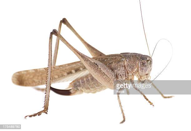 Detail Cricket Bugs Images Nomer 52