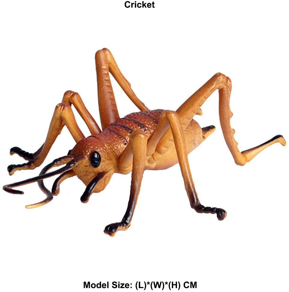 Detail Cricket Insect Image Nomer 48