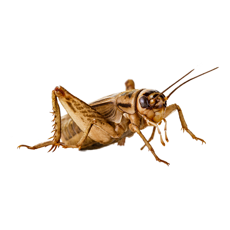 Cricket Insect Png - KibrisPDR