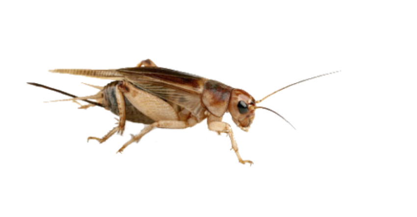 Detail Cricket Insect Png Nomer 2