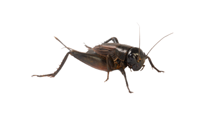 Detail Cricket Insect Png Nomer 11