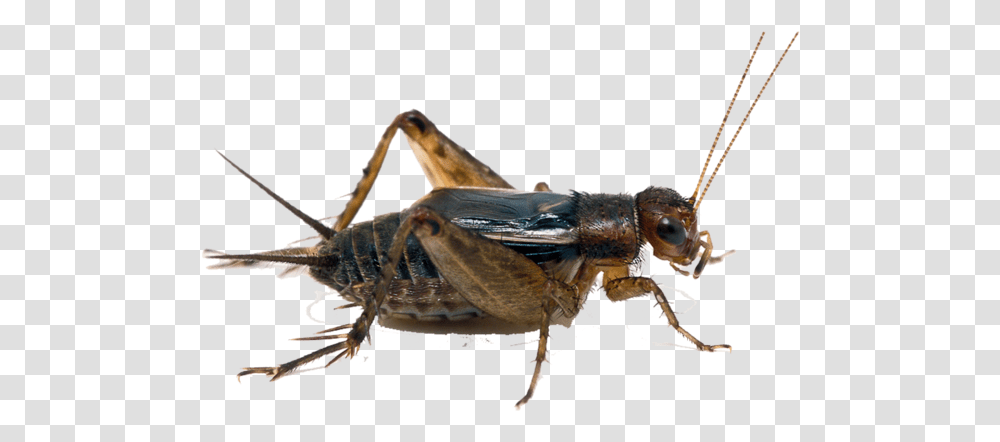 Detail Cricket Insect Png Nomer 14