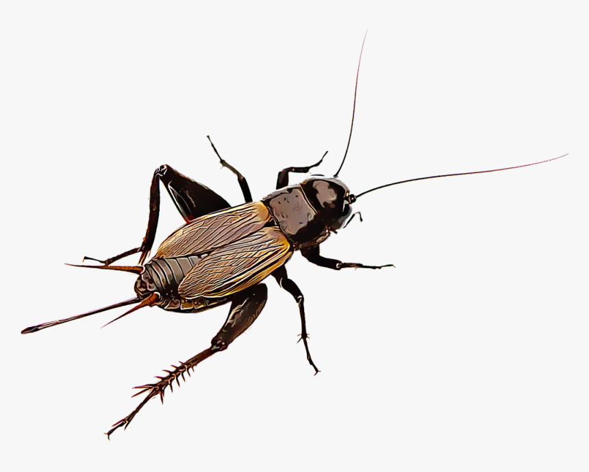 Detail Cricket Insect Png Nomer 16