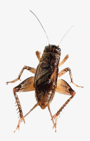 Detail Cricket Insect Png Nomer 19