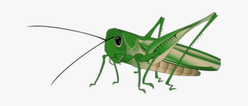 Detail Cricket Insect Png Nomer 20