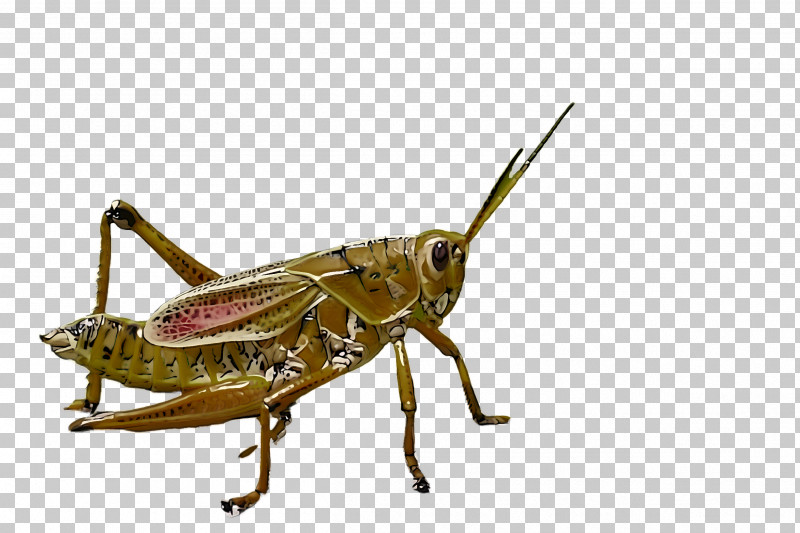 Detail Cricket Insect Png Nomer 24