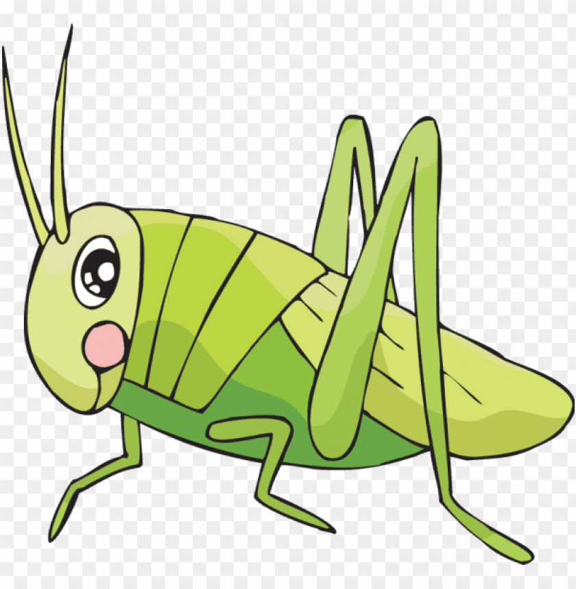 Detail Cricket Insect Png Nomer 26