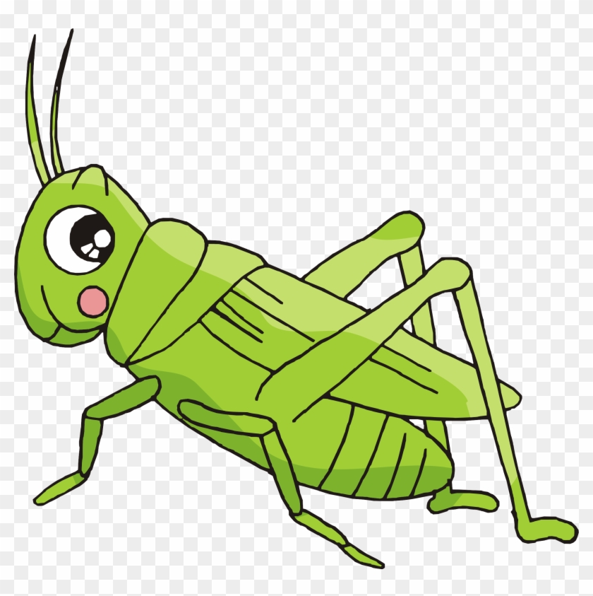 Detail Cricket Insect Png Nomer 28