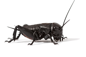 Detail Cricket Insect Png Nomer 33