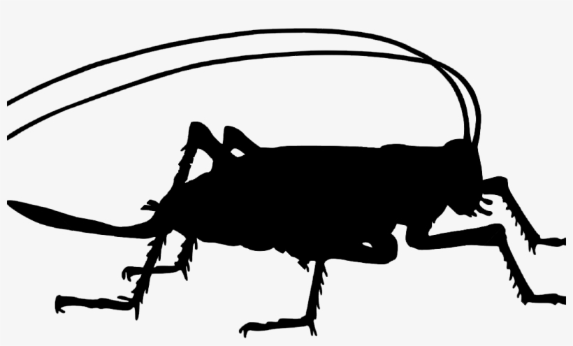 Detail Cricket Insect Png Nomer 35