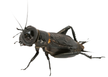 Detail Cricket Insect Png Nomer 37
