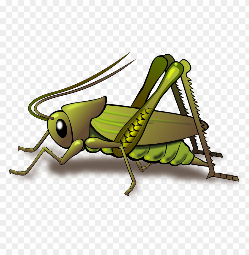 Detail Cricket Insect Png Nomer 5