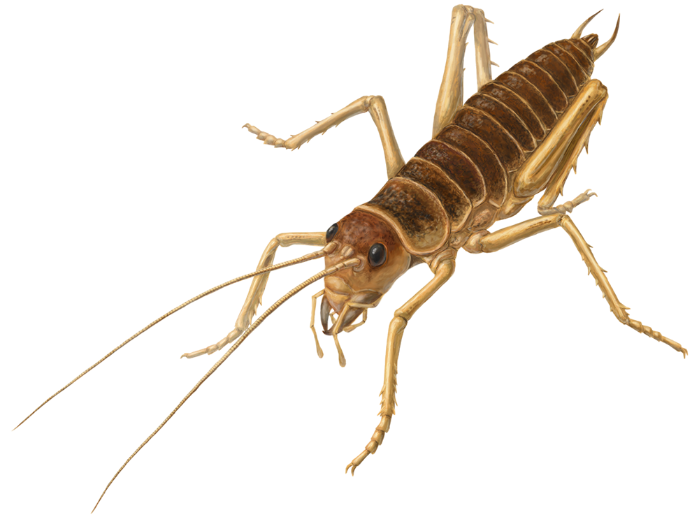 Detail Cricket Insect Png Nomer 39
