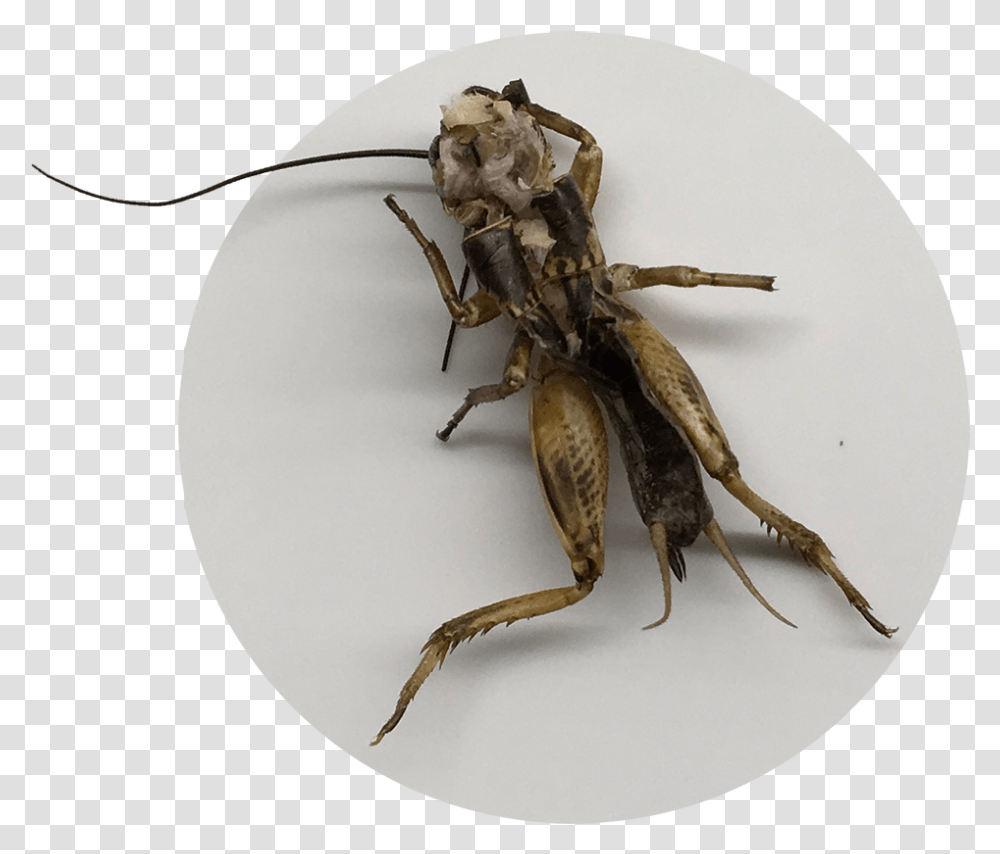 Detail Cricket Insect Png Nomer 48