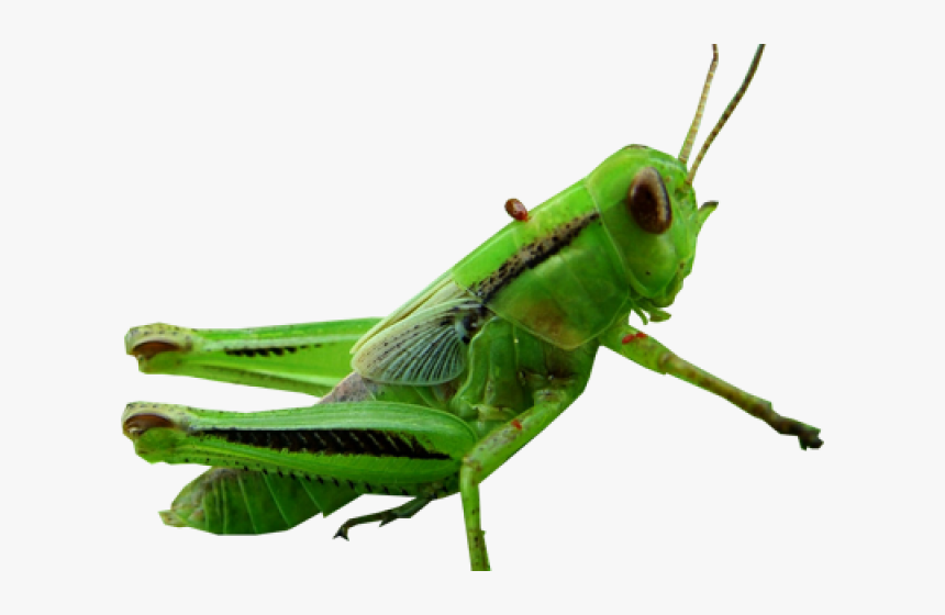 Detail Cricket Insect Png Nomer 50
