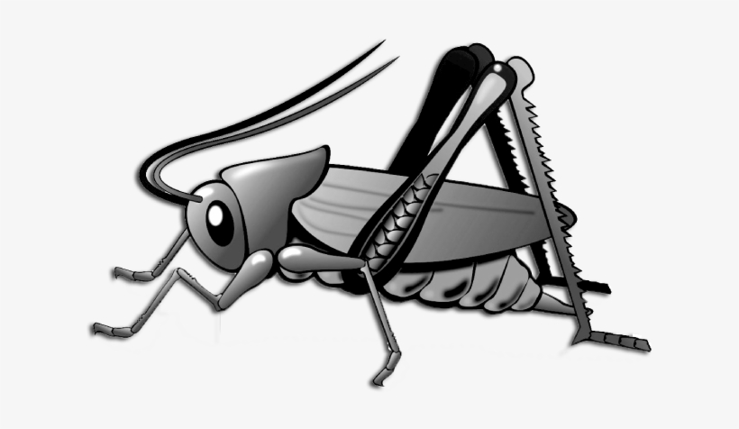 Detail Cricket Insect Png Nomer 51