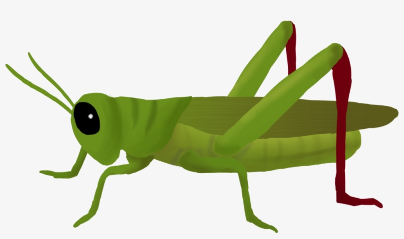 Detail Cricket Insect Png Nomer 52