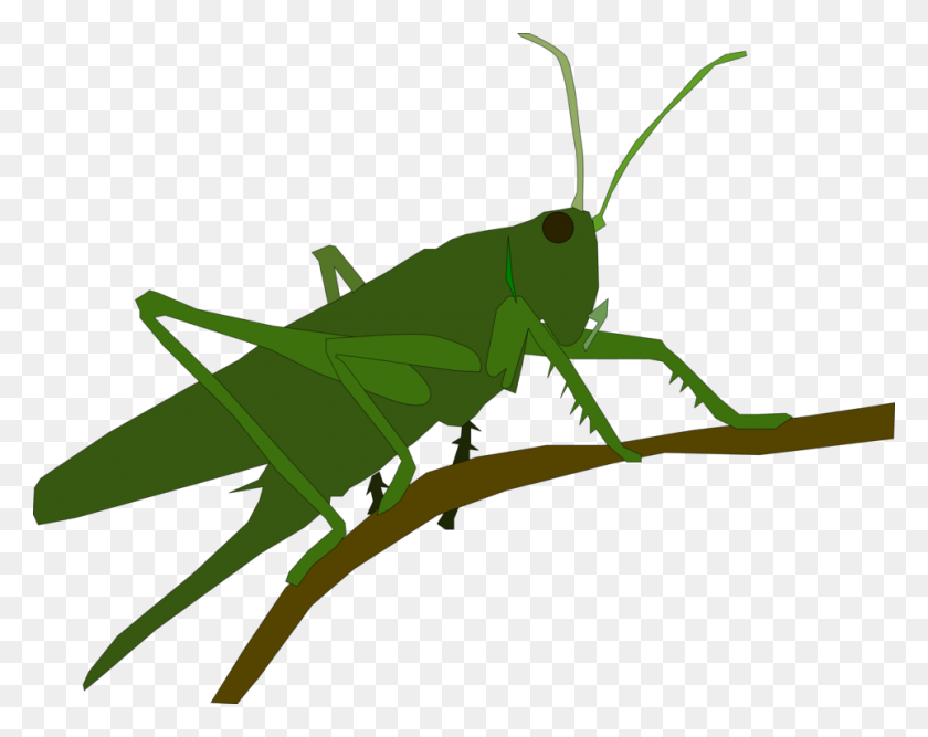 Detail Cricket Insect Png Nomer 56