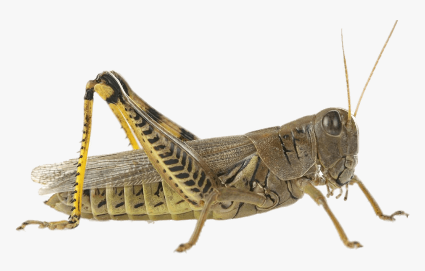 Detail Cricket Insect Png Nomer 10