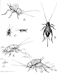 Detail Cricket Insect Wikipedia Nomer 12