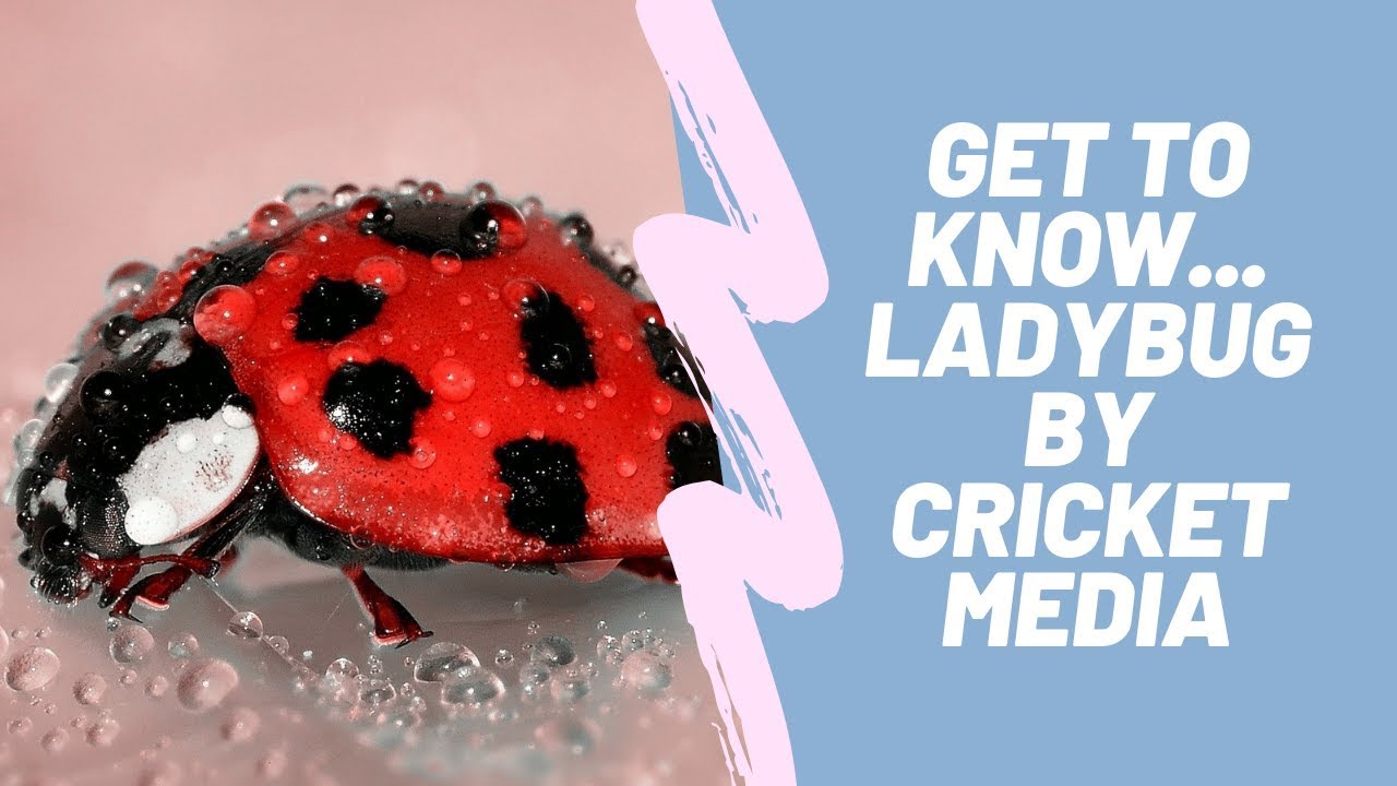 Detail Cricket Ladybug Nomer 15