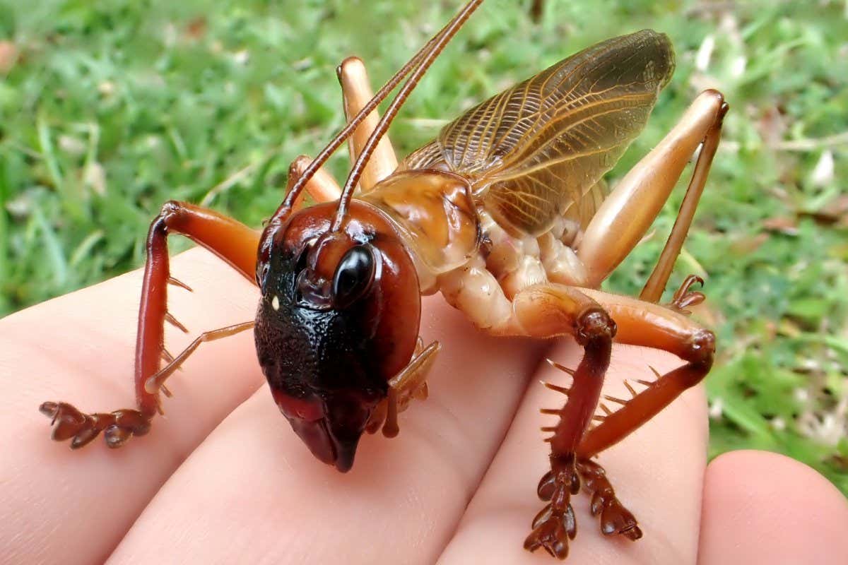 Detail Cricket Pics Insect Nomer 30