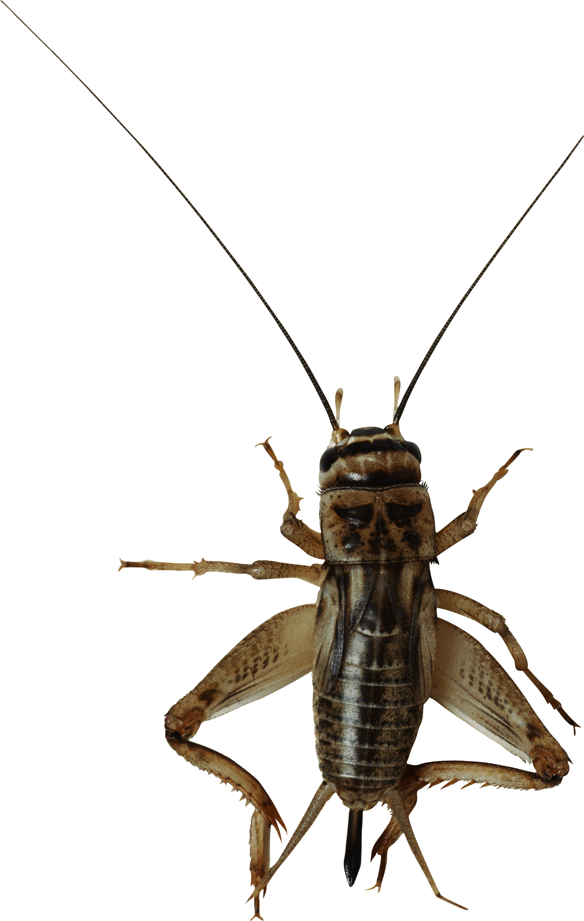 Detail Cricket Pics Insect Nomer 35