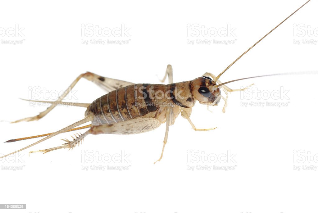 Detail Cricket Pics Insect Nomer 45