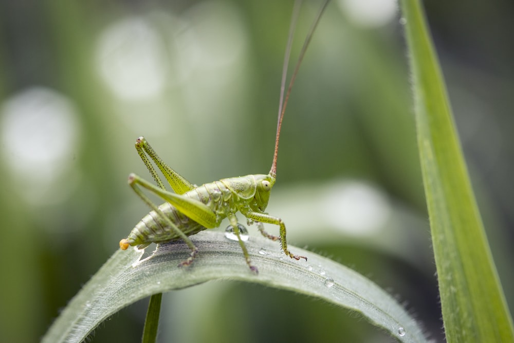 Detail Cricket Pics Insect Nomer 6