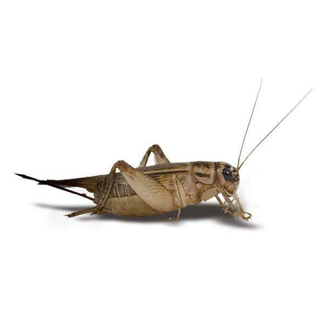 Crickets Images - KibrisPDR