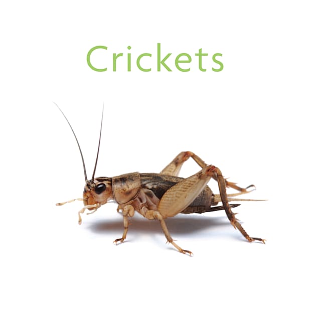 Detail Crickets Images Nomer 2