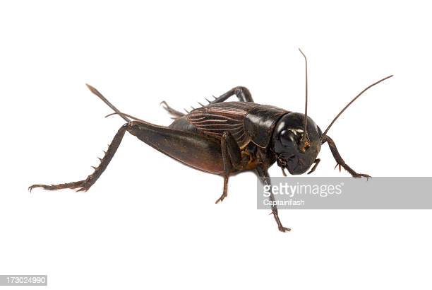 Download Crickets Images Nomer 20
