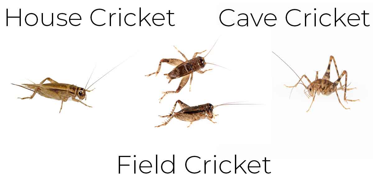 Detail Crickets Images Nomer 31
