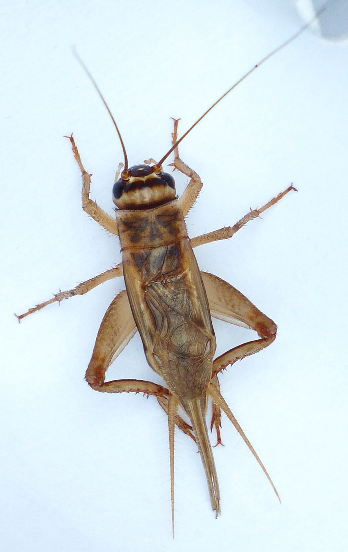 Detail Crickett Bug Nomer 11
