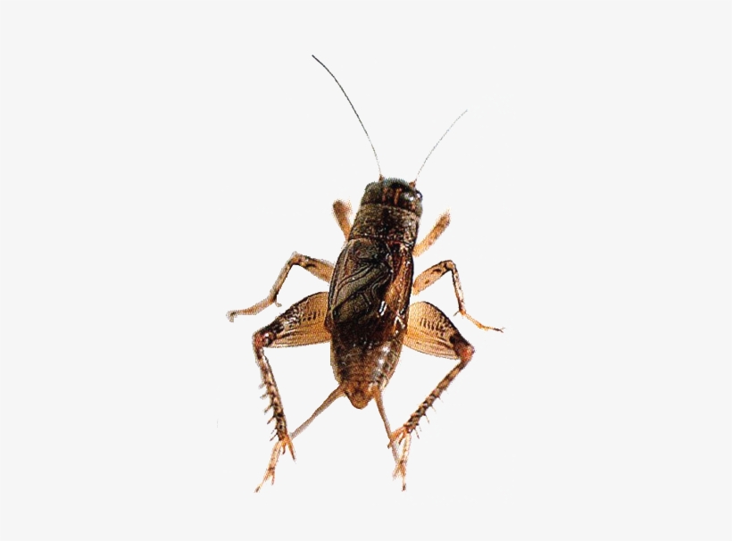 Detail Crickett Bug Nomer 53