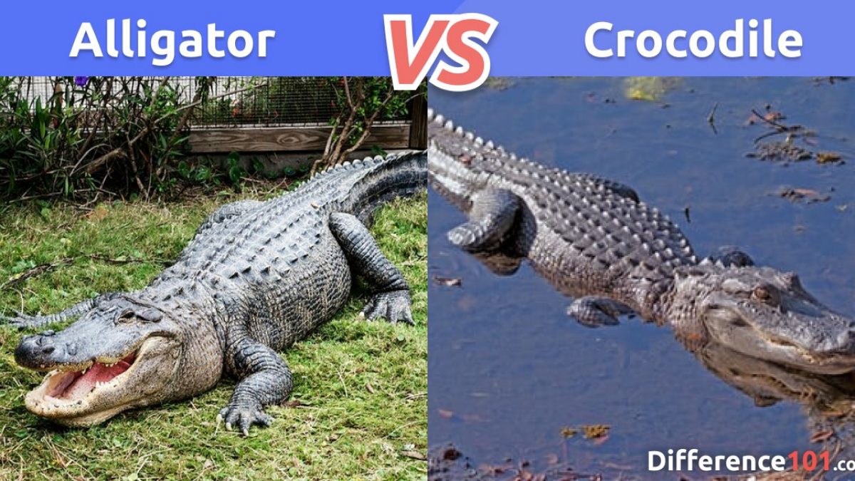 Detail Crocodile And Alligator Pictures Nomer 12