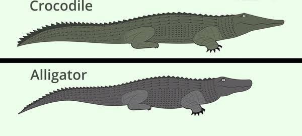 Detail Crocodile And Alligator Pictures Nomer 15