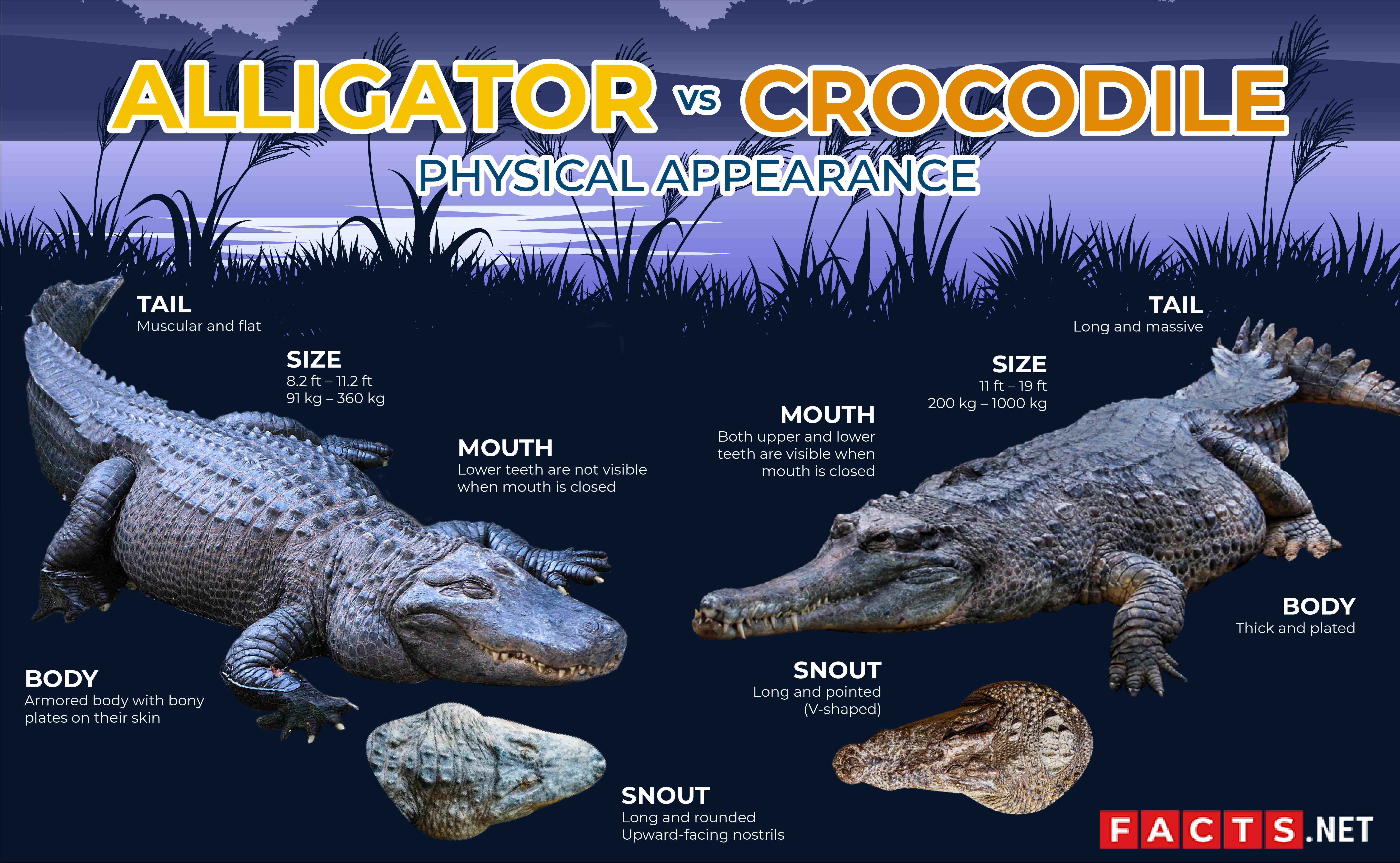 Detail Crocodile And Alligator Pictures Nomer 6