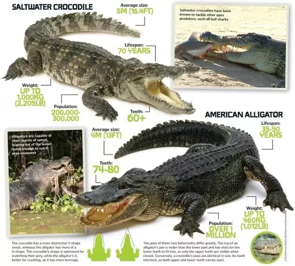 Detail Crocodile And Alligator Pictures Nomer 50
