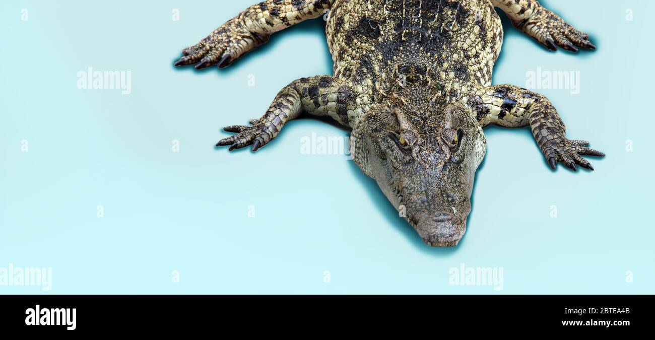 Detail Crocodile Background Nomer 55