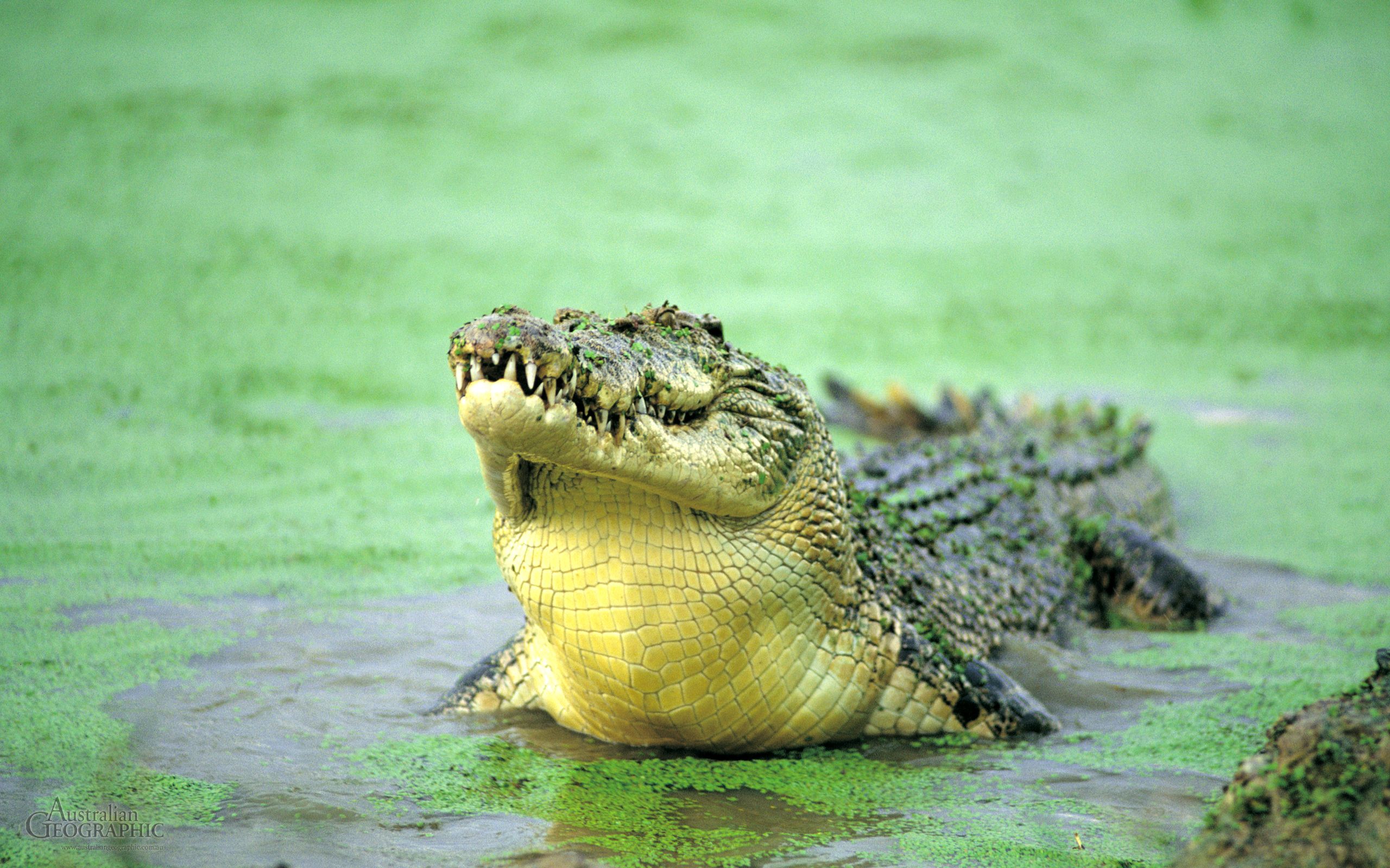 Detail Crocodile Background Nomer 57